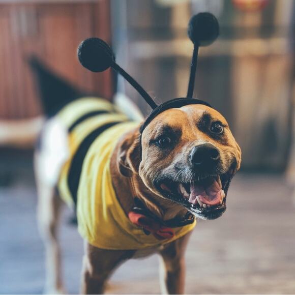 Old Navy Other - Old Navy Dog Bumblebee Costume Size L
